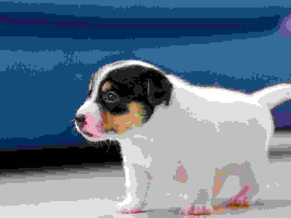 Congo