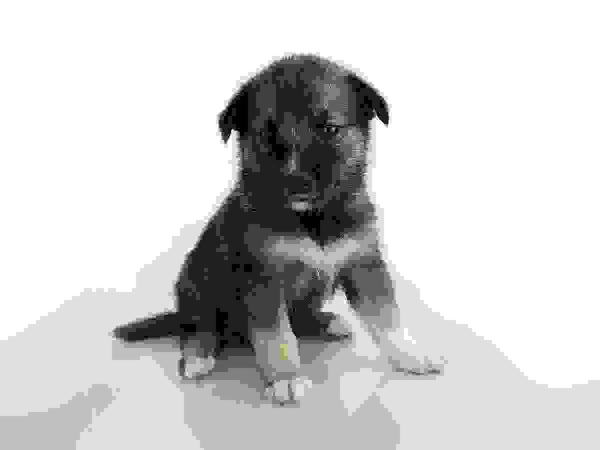 Congo