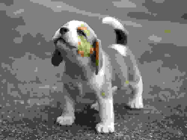 Congo