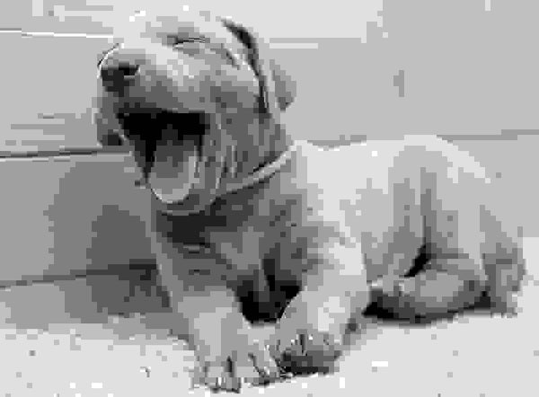 Congo
