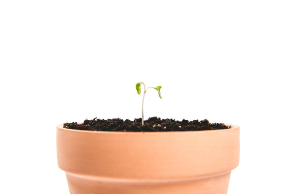 Clay Plant Pot ccccc