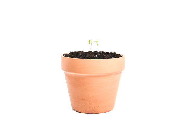 Clay Plant Pot ccccc